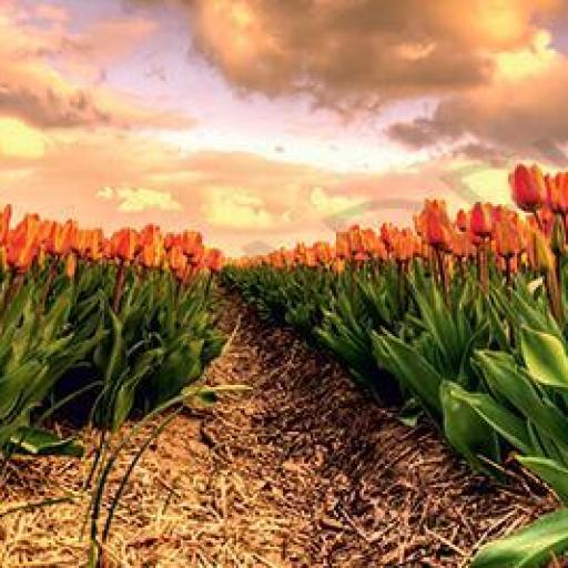 Cuadro lienzo alta resolución tulipanes