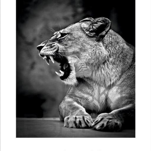 Cuadro en lienzo fotografía en blanco y negro leona 