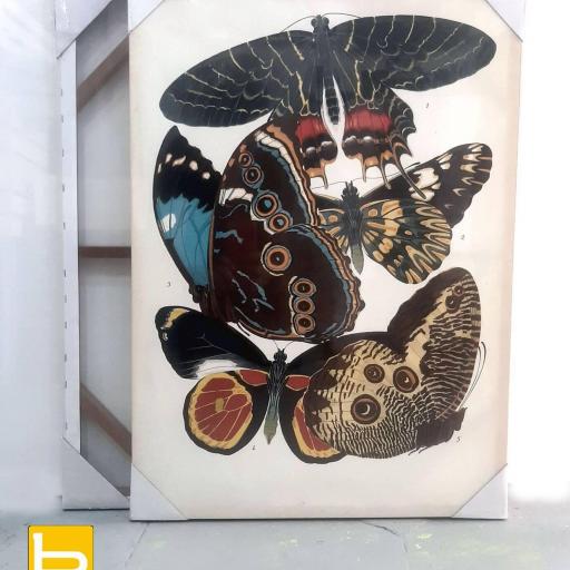 Cuadro en lienzo grabado lámina antiguo vintage mariposas [3]