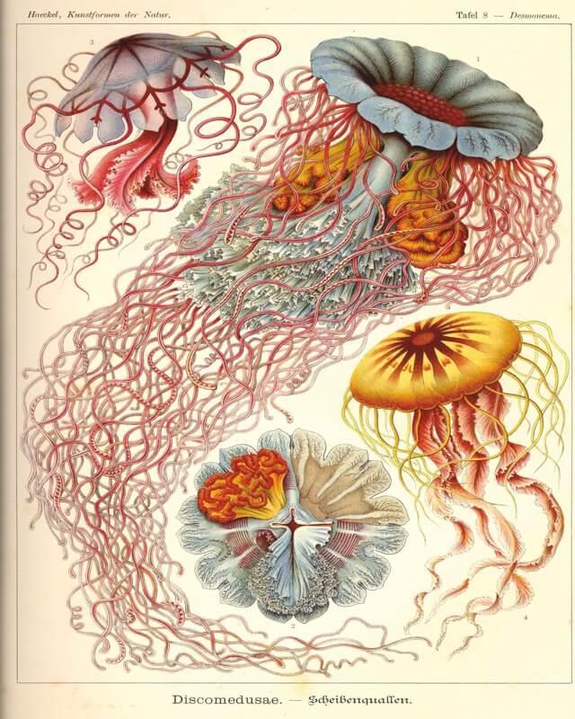 Cuadro en lienzo lámina medusas vintage