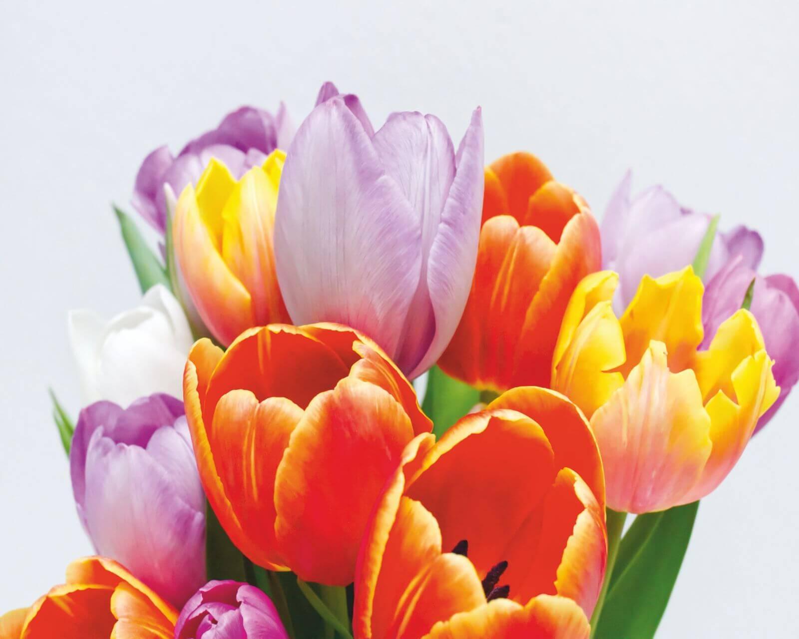 Cuadro en lienzo Tulipanes colorido sobre fondo blanco
