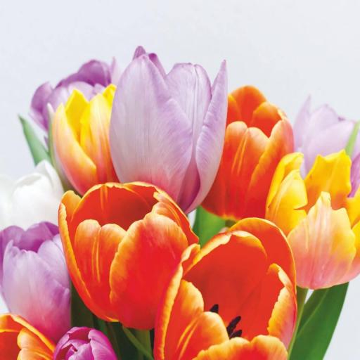 Cuadro en lienzo Tulipanes colorido sobre fondo blanco [0]