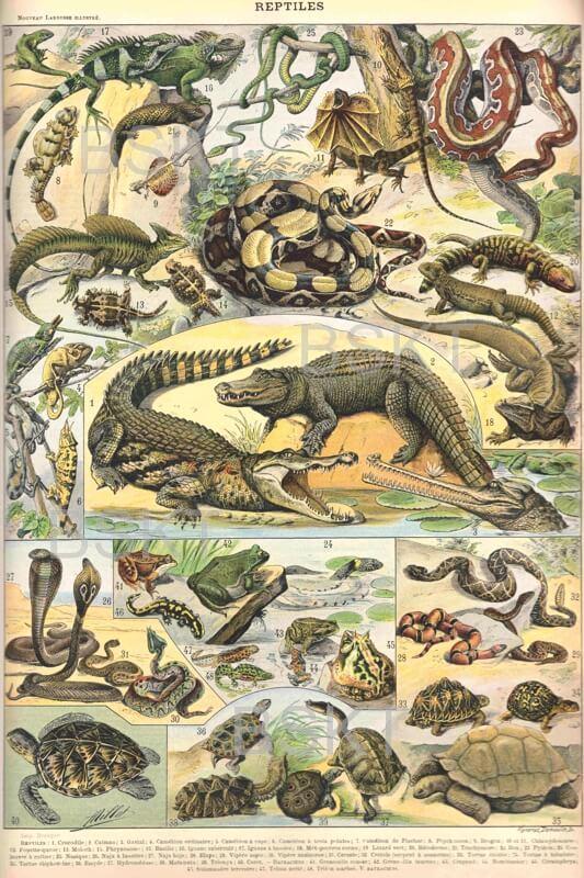 Cuadro en lienzo lámina antigua reptiles