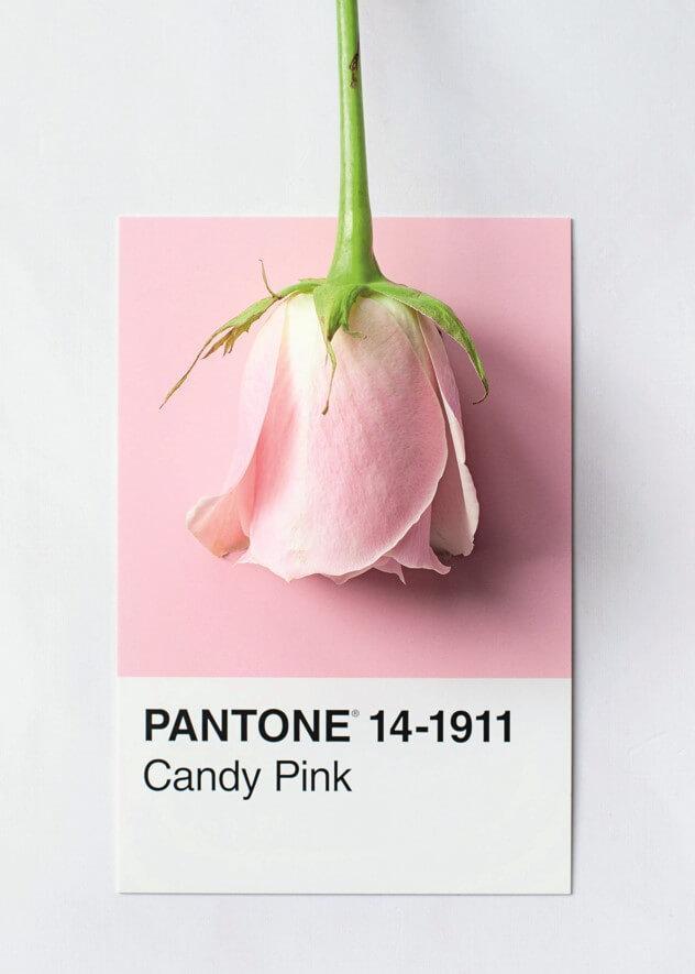 Cuadro en lienzo rosa Candypink Pantone.