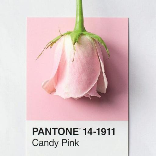Cuadro en lienzo rosa Candypink Pantone. [0]