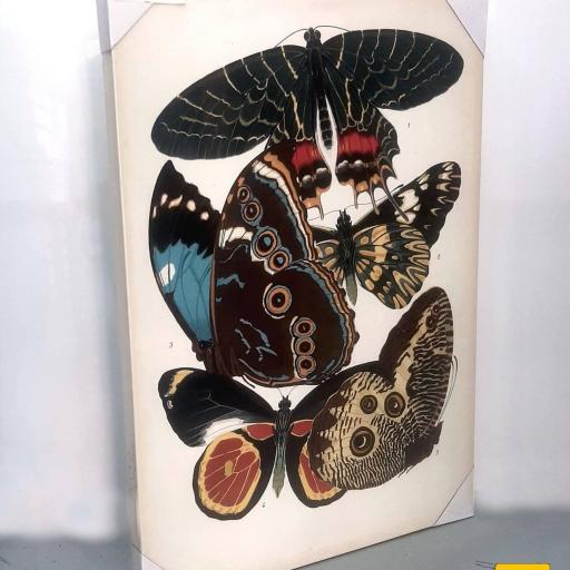 Cuadro en lienzo grabado lámina antiguo vintage mariposas [2]