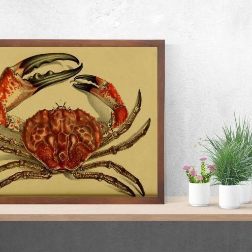 Cuadro con lámina de Crustáceo Cangrejo de Mar, Decoración Cocina, Marco Color Nogal. [2]