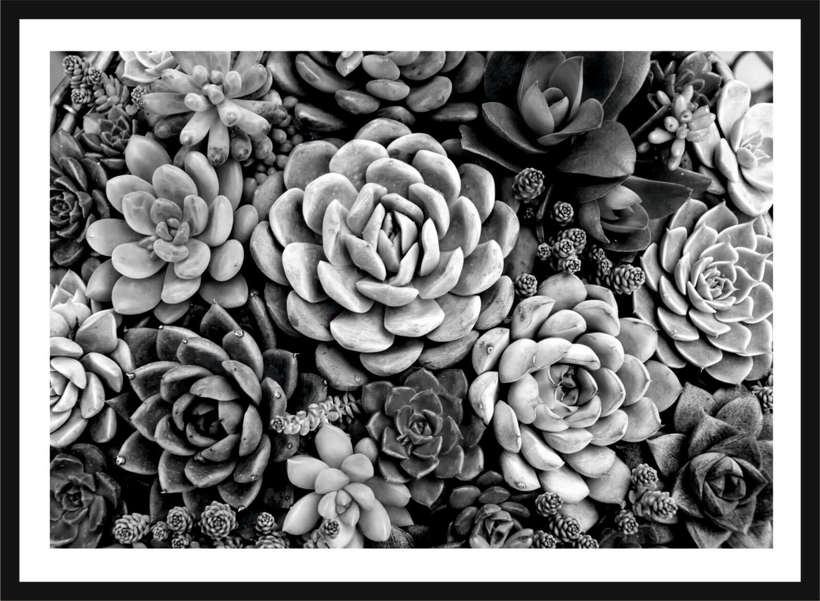 Cuadro con lámina de Cactus Blanco y Negro, Decoración Nórdico, Marco color Negro.
