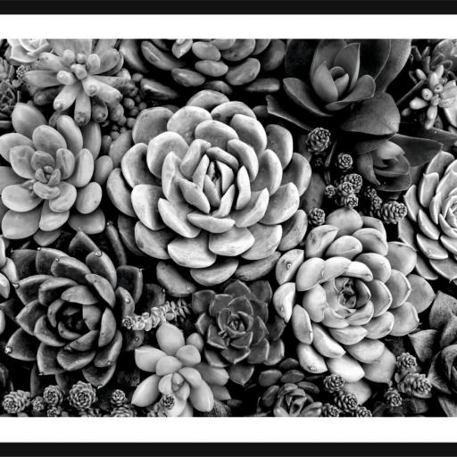 Cuadro con lámina de Cactus Blanco y Negro, Decoración Nórdico, Marco color Negro. [0]