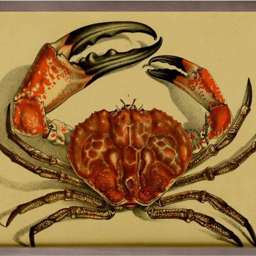 Cuadro con lámina de Crustáceo Cangrejo de Mar, Decoración Cocina, Marco Color Nogal. [0]