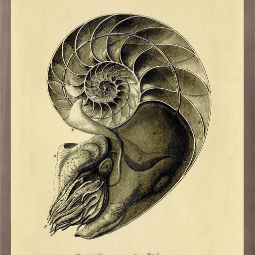 Cuadro con lámina de una sección de un molusco Dibujo con Fondo Crema, Decoración clásica, Marco color Nogal.