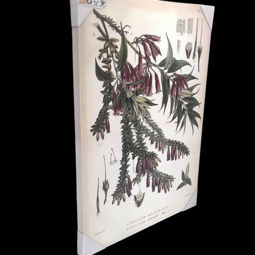 Cuadro en lienzo botánica plantas himalaya lámina [2]