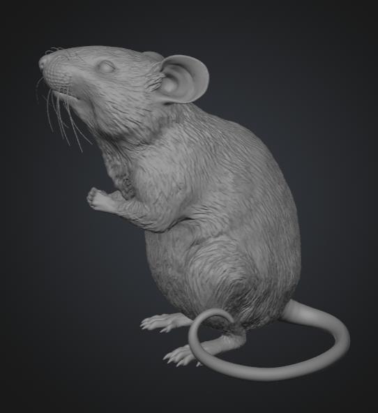 Raton 1