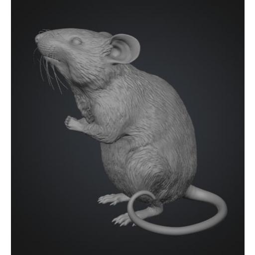 Raton 1