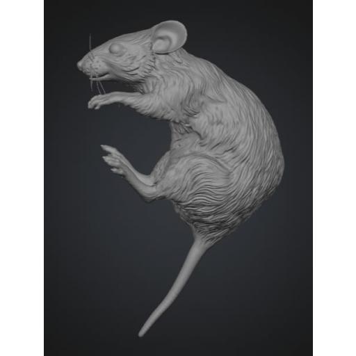 Raton