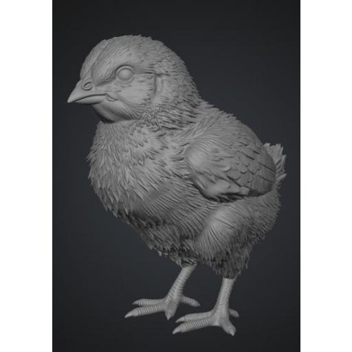 pollito 1