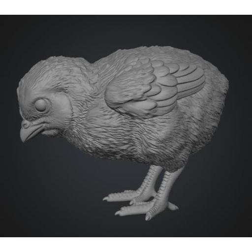 pollito 2