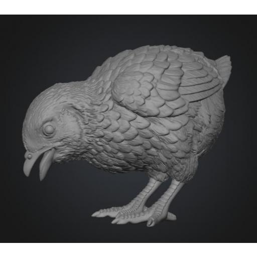 pollito 3