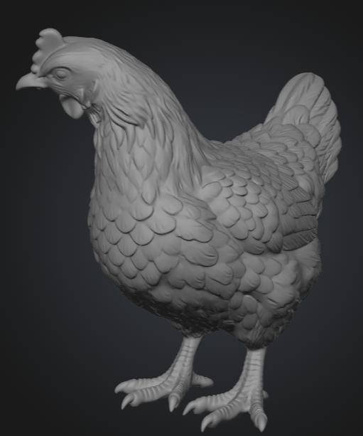 Gallina mirando a la derecha