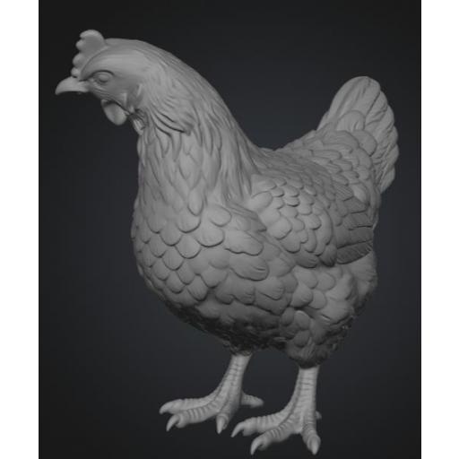 Gallina mirando a la derecha