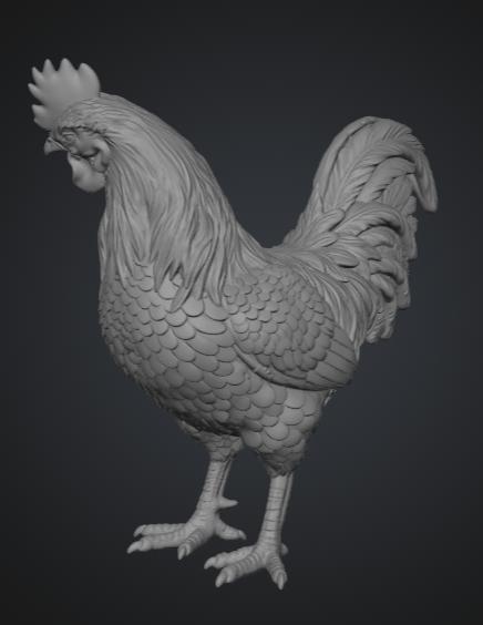 Gallo mirando a la derecha