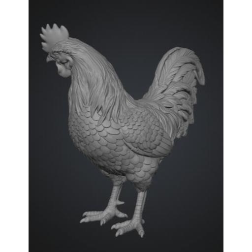 Gallo mirando a la derecha