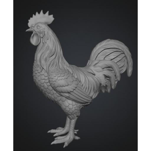 Gallo de pie