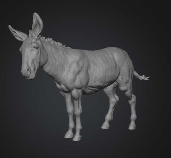 Burro curioso