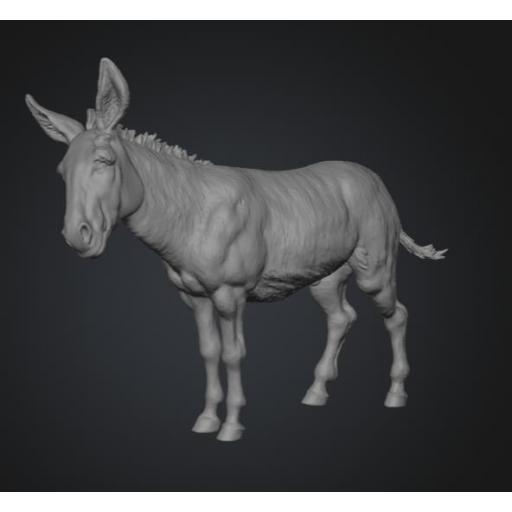 Burro curioso