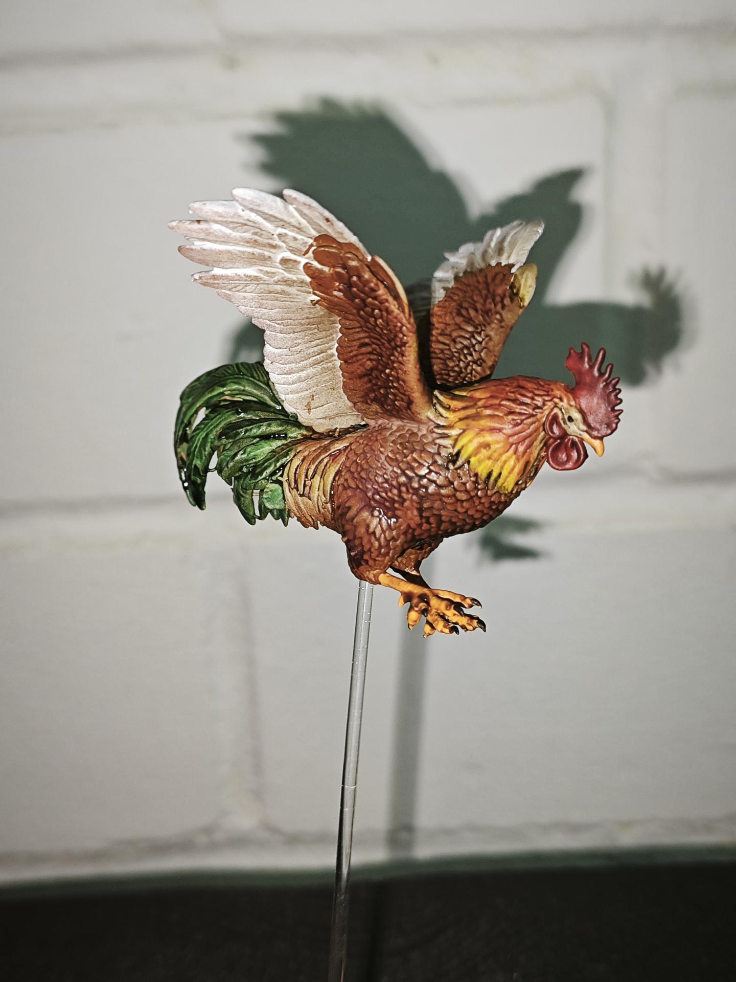 Gallo volando 1