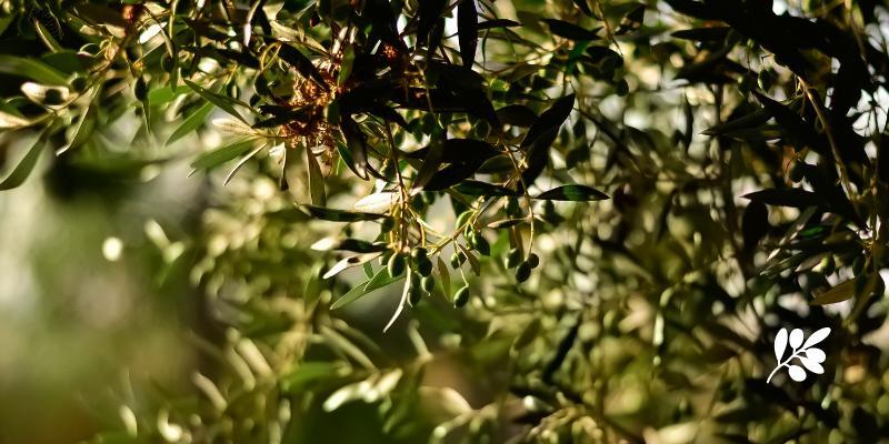 Olivos