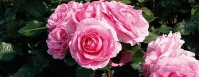 Colección Poulsen Roser