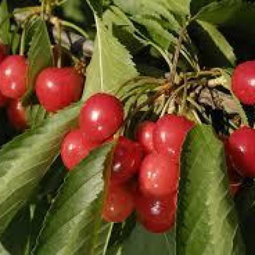 Cerezo Cristobalina [0]