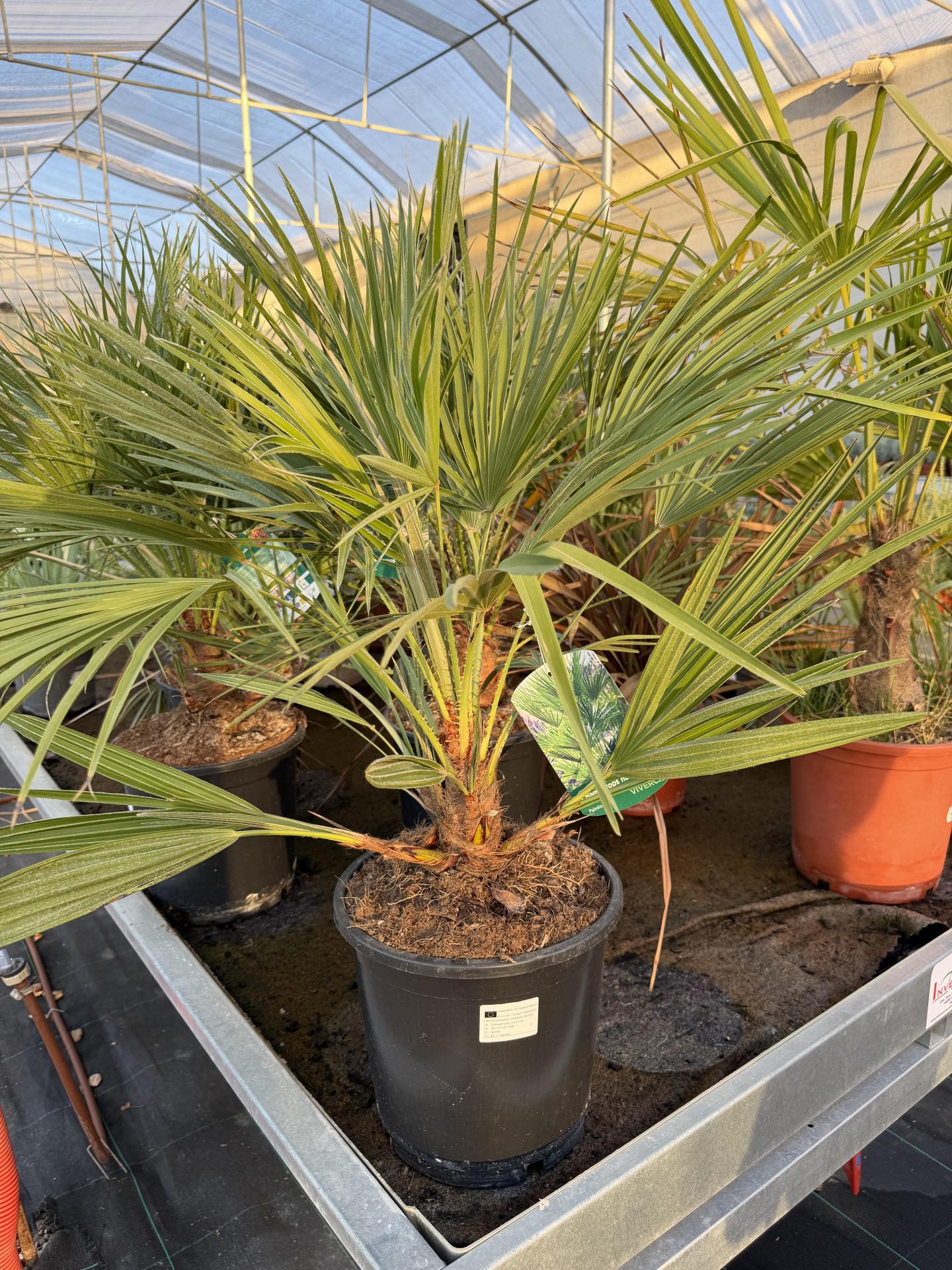 Chamaerops Humilis