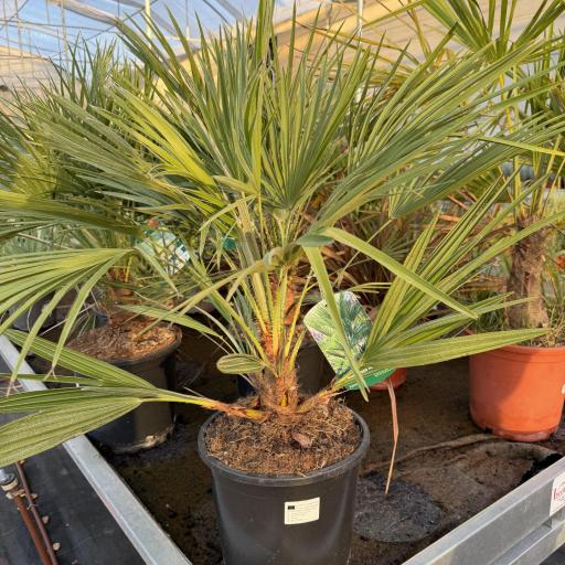 Chamaerops Humilis [0]
