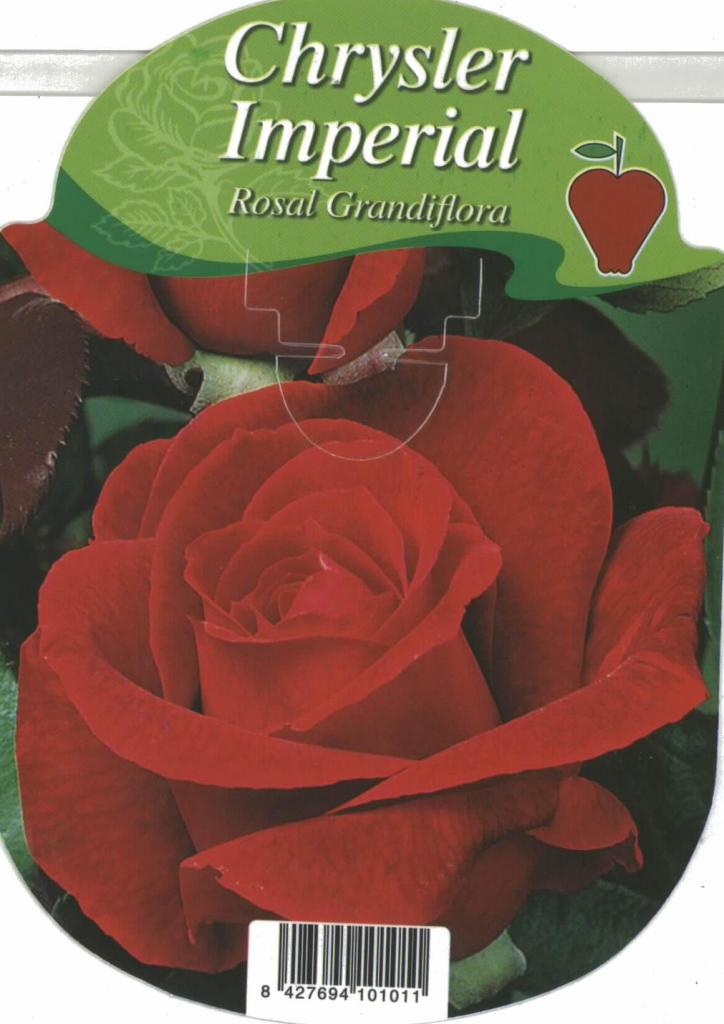Rosal Grandiflora Chrysler Imperial (rojo)