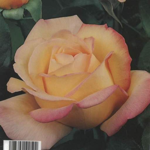 Rosal Grandiflora Antigone (bicolor) [0]