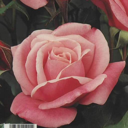 Rosal Grandiflora Carina (rosa) [0]