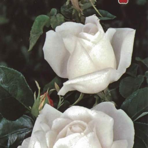 Rosal Grandiflora Queen Elizabeth (blanco)