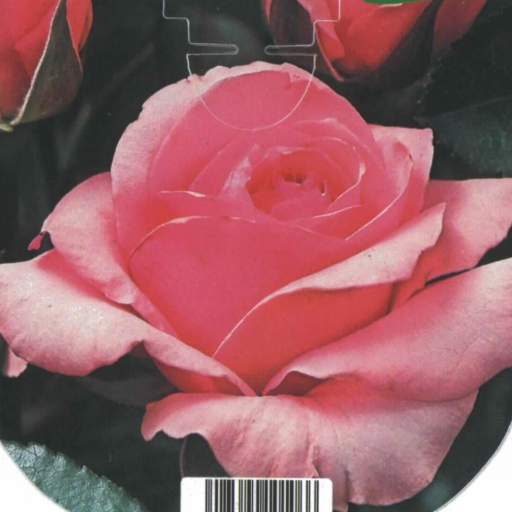 Rosal Grandiflora Queen Elizabeth (rosa) [0]