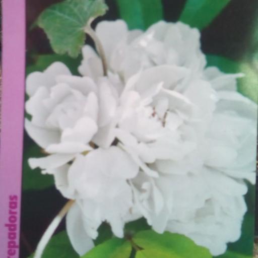 Rosal SIN ESPINAS Banksiae Alba Plena (Blanco) [0]