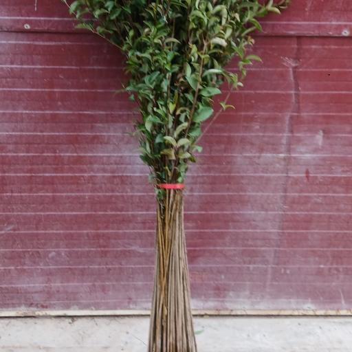 Ligustrum Japónica (para seto) [1]