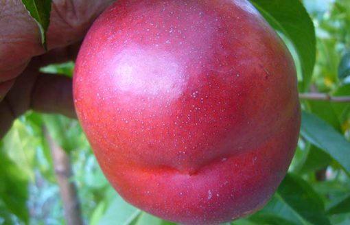 Nectarina Flavor Top