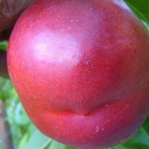 Nectarina Flavor Top [0]