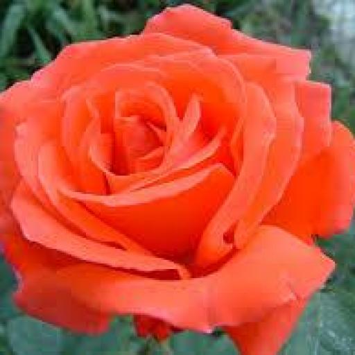 Rosal Grandiflora Super Star (naranja) [0]