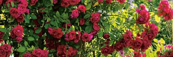 Comprar Trepador en Augusta Jardín