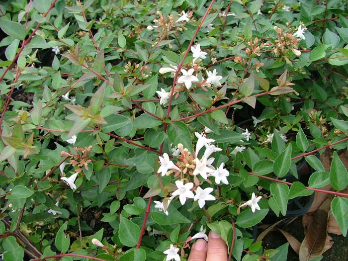 Abelia Grandiflora Prostrata