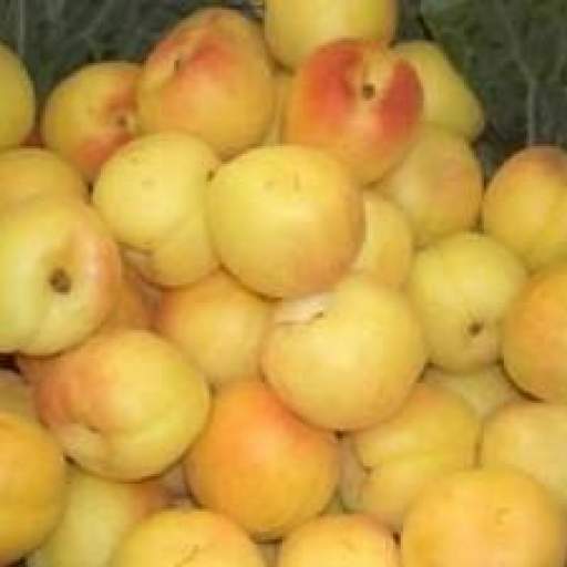 Albaricoque Currot [0]