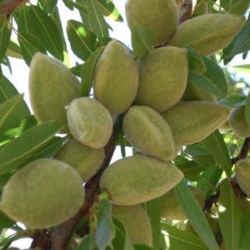 Almendro Atocha [0]