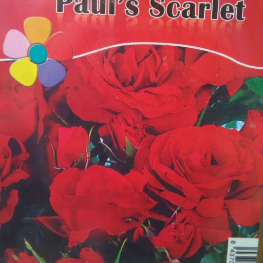 Rosal Trepador Paul's Scarlet (Rojo) [0]